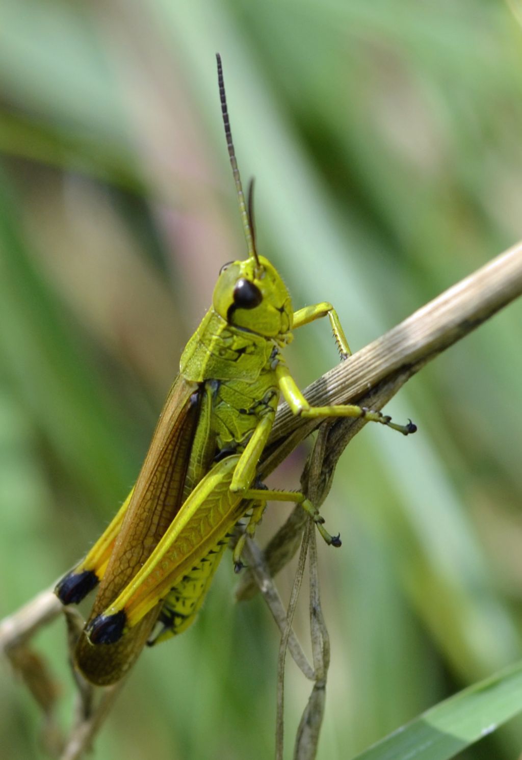 maschio di Stethophyma grossum